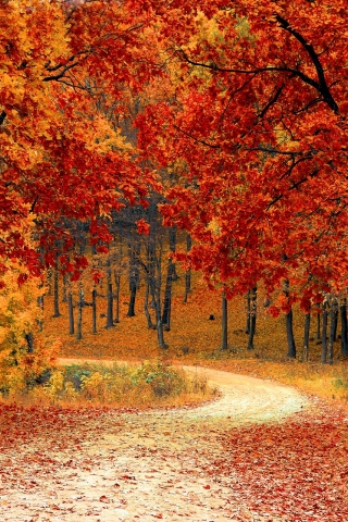 Autumn Forest Road